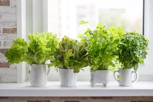 Start an Indoor Garden